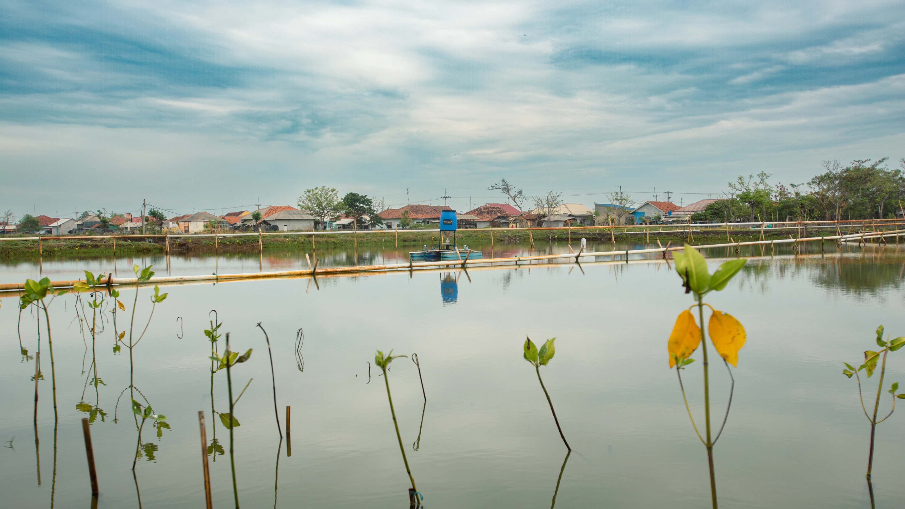 Silvofishery VENAMBAK Shrimp Farming