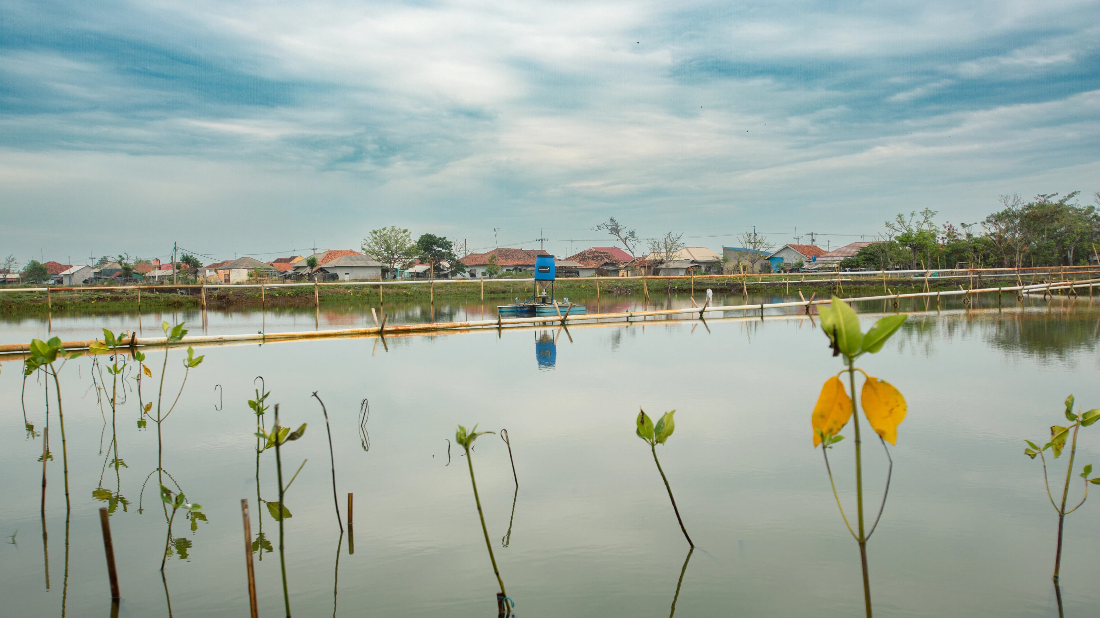 Silvofishery VENAMBAK Shrimp Farming