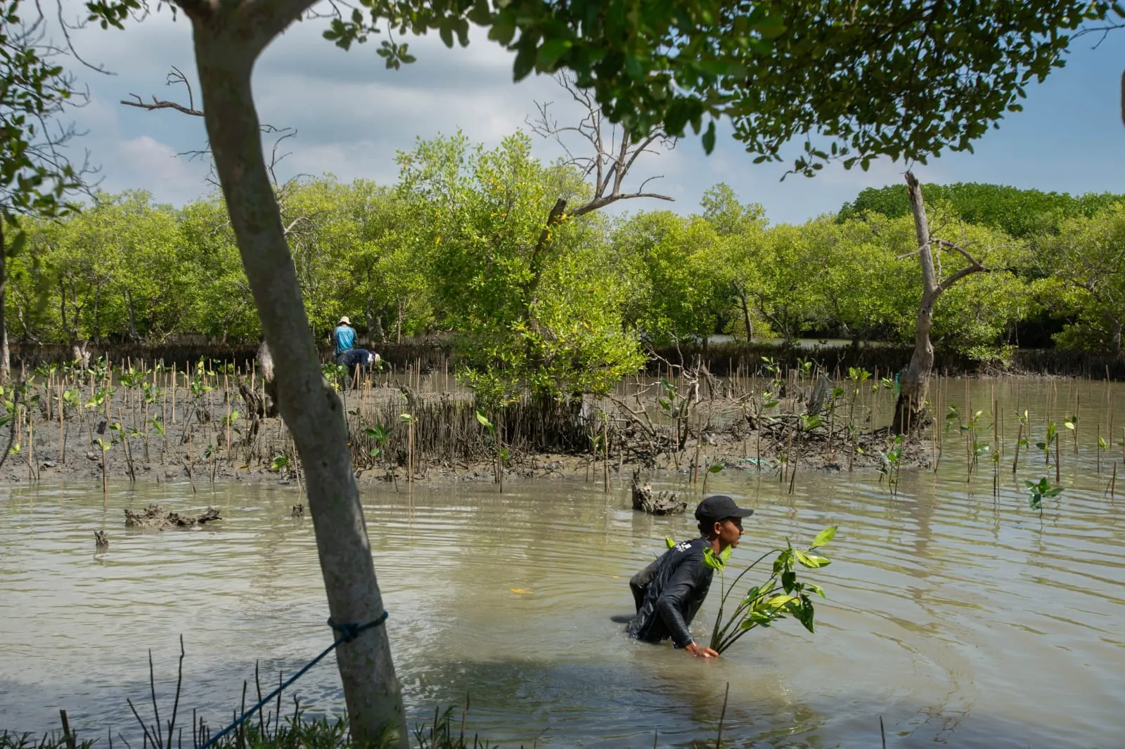 Penanaman Mangrove Bersama VENAMBAK