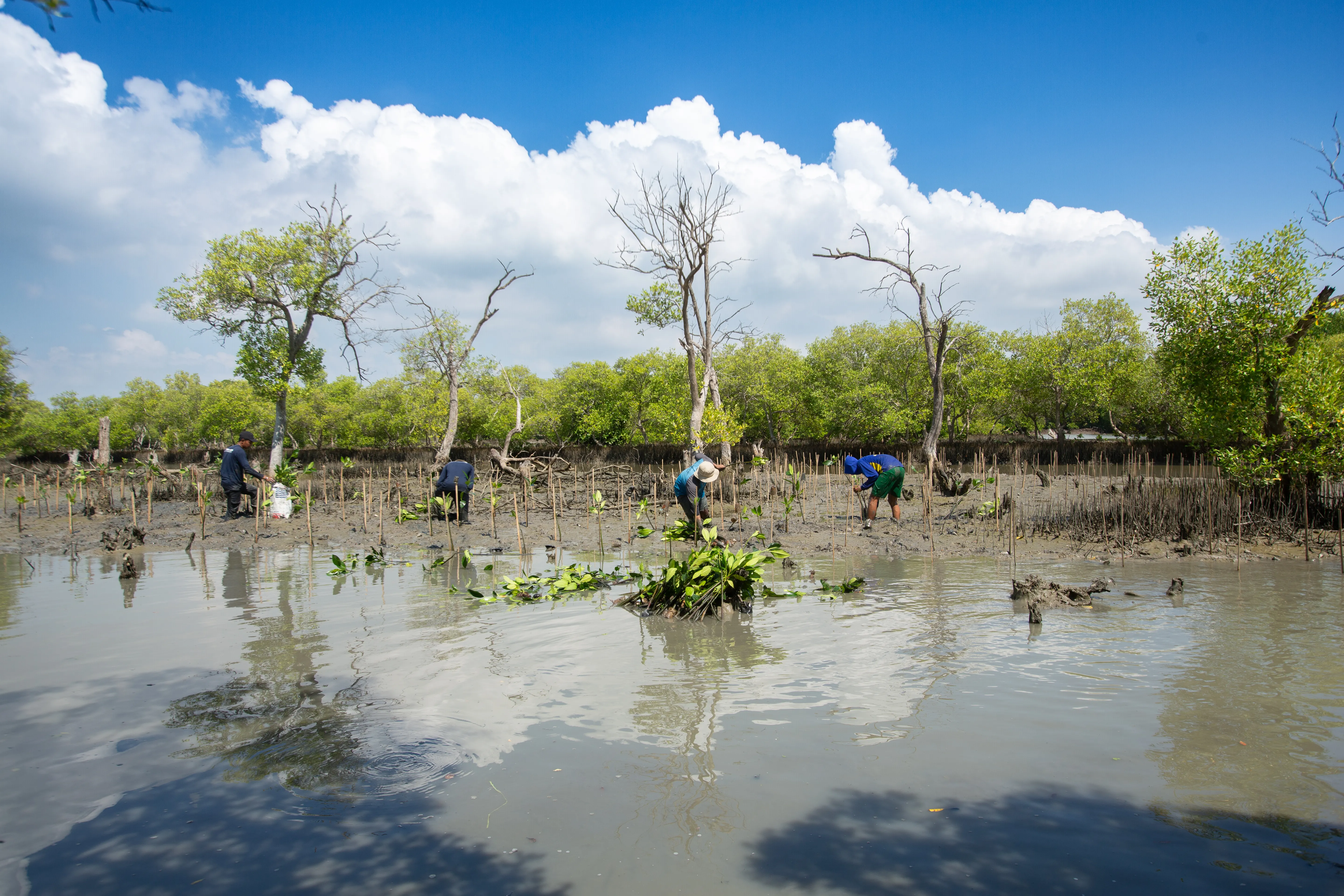 Penanaman Mangrove Bersama VENAMBAK