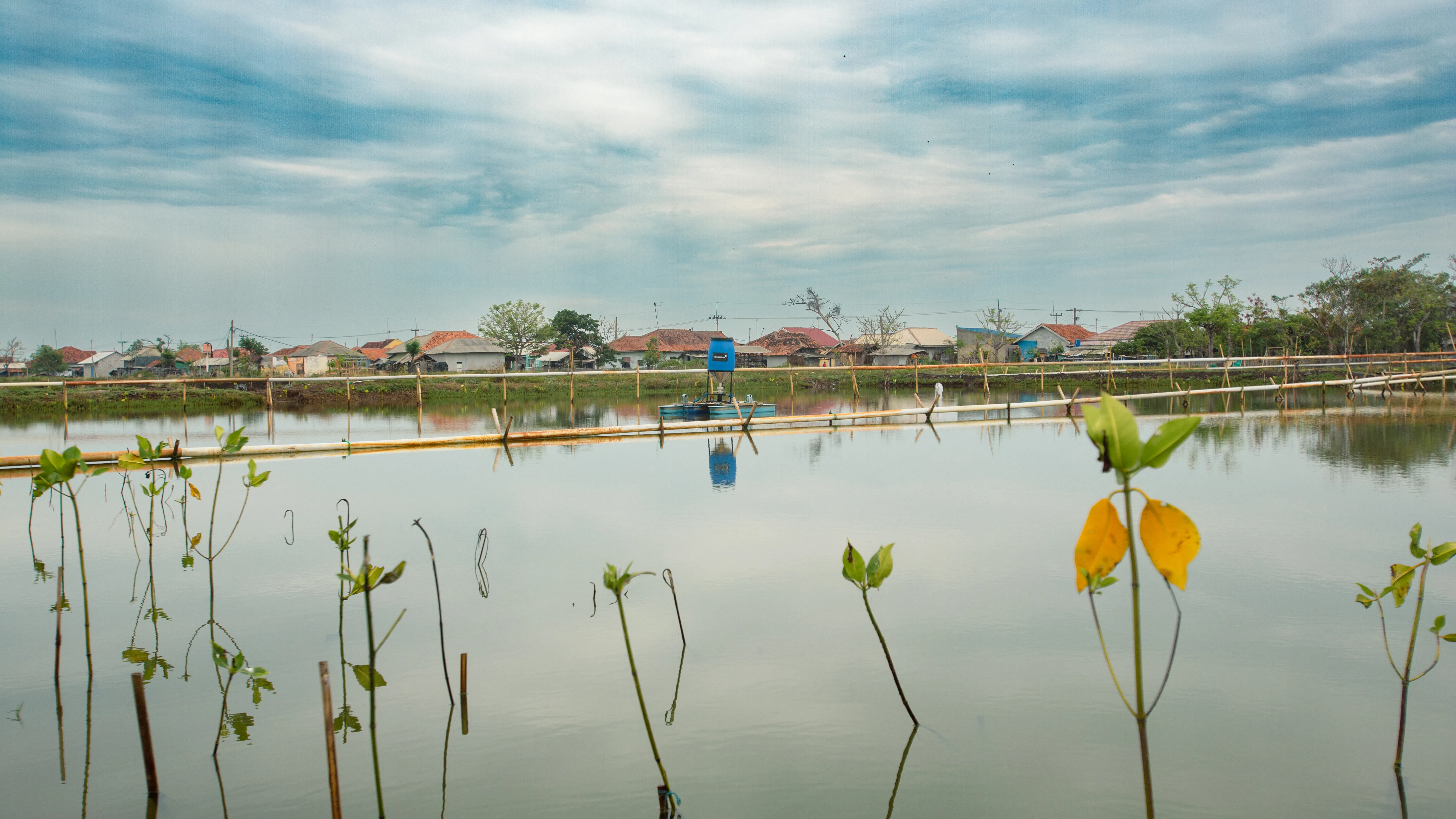Silvofishery VENAMBAK Shrimp Farming